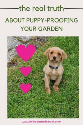 Puppy-proof your garden – 7 practical tips that really work – and 3 to avoid!