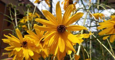 How to Grow Native Swamp Sunflowers