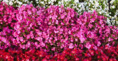 How to Grow and Care for Wax Begonias