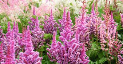 How to Grow Astilbe for Color in the Shade Garden