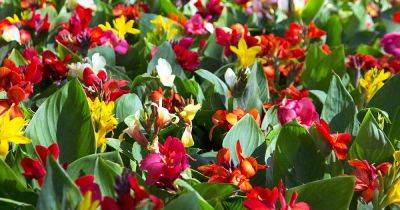 15 Best Late Summer Flowering Bulbs | Gardener's Path