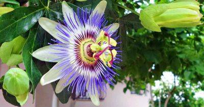 How to Grow and Care for Passionflower