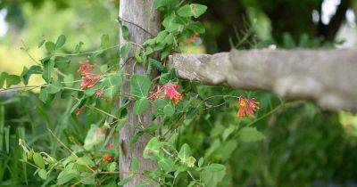 How Grow Climbing Honeysuckle Vines | Gardener's Path