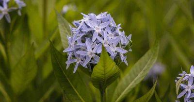 How to Grow and Care for Amsonia (Blue Star)