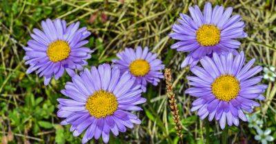 How to Grow and Care for Alpine Aster | Gardener's Path