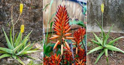 8 Pro Tips on How to Get Aloe Vera To Flower
