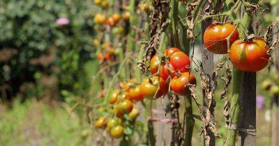 How to Identify and Treat Common Tomato Diseases