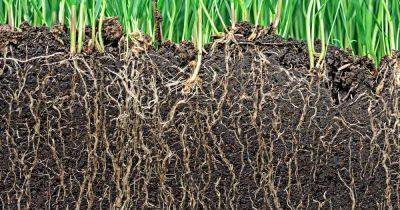 The Benefits of Applying Soil Inoculants and Microbes in the Garden