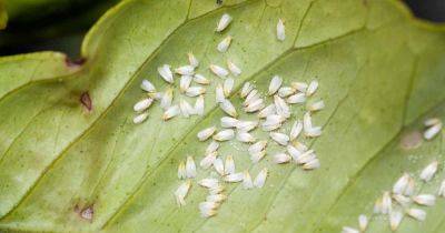 How to Identify and Control Whiteflies
