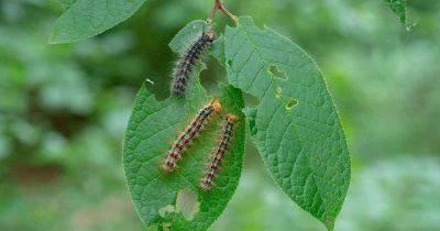 How to Identify and Control Gypsy Moths