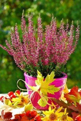 Growing Heather in Pots | Planting and Care