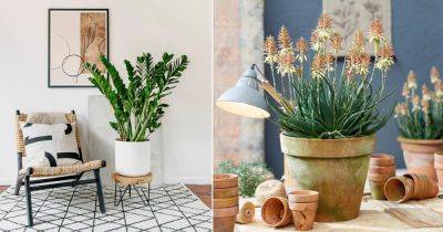 12 Popular African Houseplants that Everybody Wants To Grow | African Indoor Plants