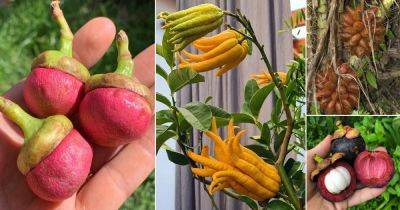 19 Most Strangest Fruits in the World