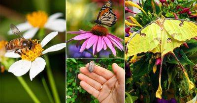 Invite these 10 Pollinators to Have the Most Productive Garden