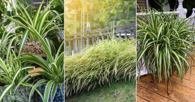 How to Grow Spider Plant Outdoors