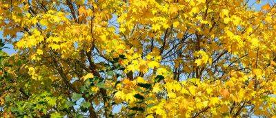 How to Grow Norway Maple