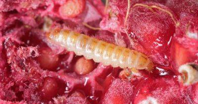 How to Control Raspberry Fruitworms