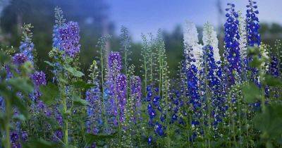 19 of the Best Delphinium Cultivars for Your Flower Beds