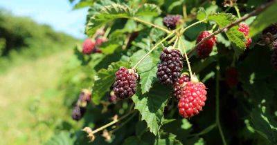 The Uses and Benefits of Boysenberries