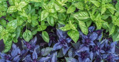 13 of the Best Basil Varieties | Gardener's Path