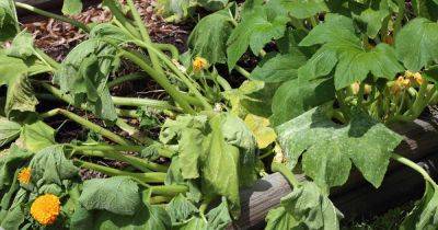 How to Identify and Control Zucchini Diseases