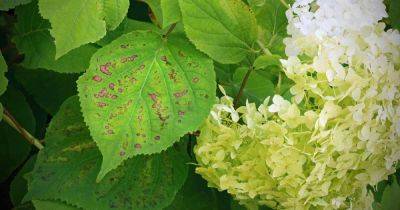 How to Identify and Treat Hydrangea Diseases | Gardener's Path