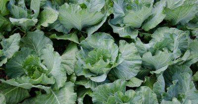 How to Identify and Manage Common Cauliflower Pests