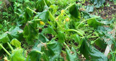 Causes and Solutions for Floppy or Wilting Zucchini Plants