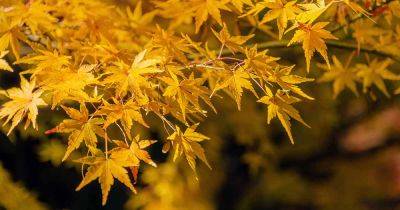 How to Identify and Control Japanese Maple Pests