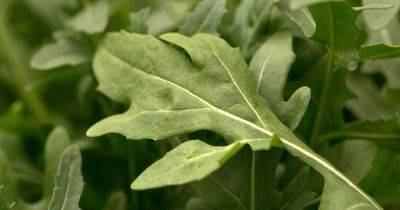 How to Identify and Manage 15 Common Arugula Pests