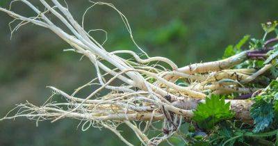 How to Harvest Stinging Nettle Root | Gardener's Path