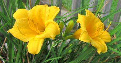 How to Prevent and Treat Rust on Daylilies | Gardener's Path