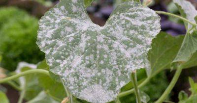 How to Treat Powdery Mildew Using Homemade and Organic Remedies