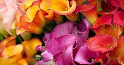 21 of the Best Calla Lilies for Sensational Blooms