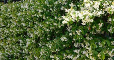 How and When to Prune Star Jasmine