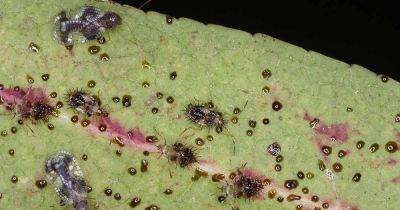 How to Identify and Control Lace Bugs