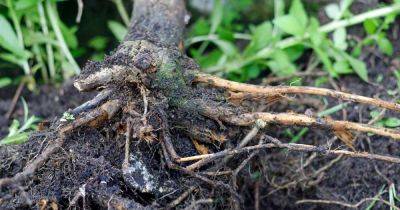 How to Manage Root Rot in Fruit, Nut, and Landscape Trees