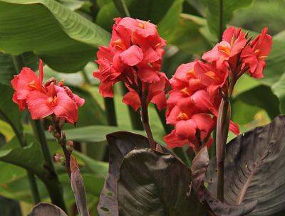 How To Grow And Care For Cannas