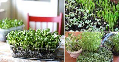 Best Microgreen Growing Hacks & Cheat Sheet For Every Gardener
