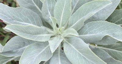 How to Grow and Use White Sage