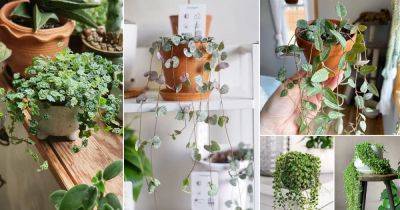 22 Best String Succulents that Hang | Popular String Plants