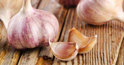 How to Grow ‘Chet’s Italian Red’ Garlic