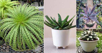 19 Plants that Look like Aloe Vera But are Not