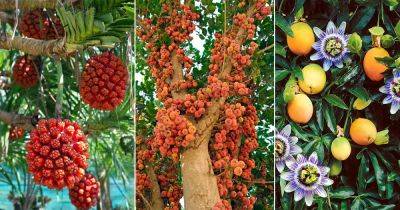 Names of 37 Fruits That Start With S