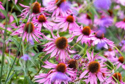 Echinacea: how to grow & choose the best
