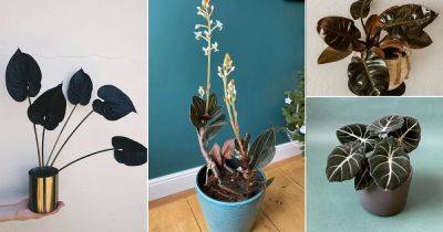 18 Interesting Black Houseplant Pictures from Instagram