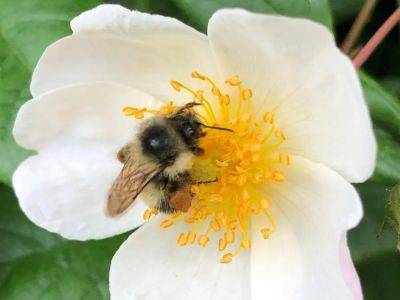 Brian Minter: Beautiful ways to attract pollinators