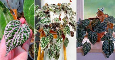 Piper Ornatum Care Indoors | Growing Ornamental Pepper Vine