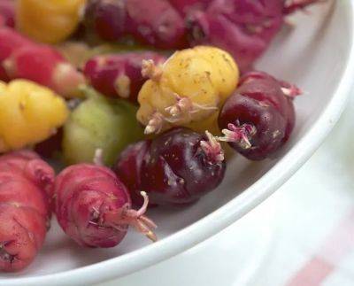 mashua, yacon, oca: growing edible andean tubers, with help from peace seedlings
