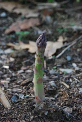 asparagus: an all-male cast